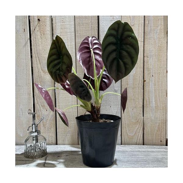 大特価 大放出 観葉植物 アロカシア クプレア(キュプレア) 5号ポット