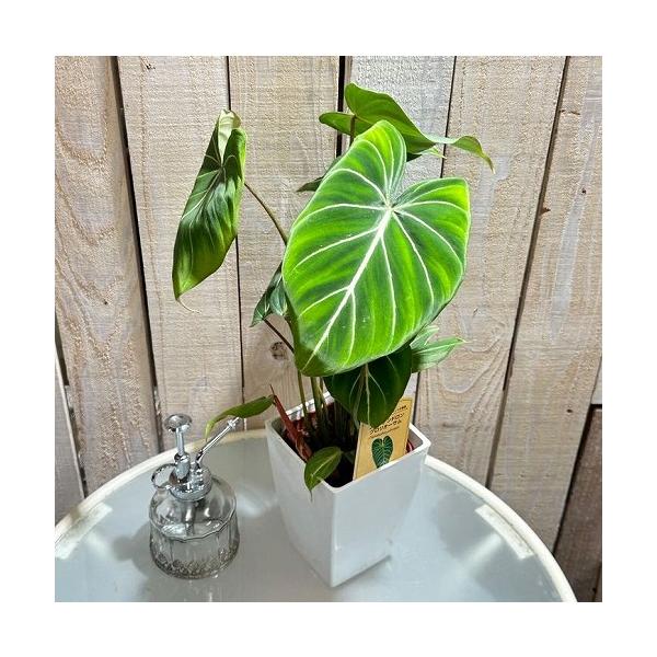 ■タググロリオスム 観葉植物 多肉植物 インテリアプランツ インテリアグリーン インドアグリーン 耐乾性 乾燥 暑さ に強い 育つ 育てる 育てやすい 初心者 室内園芸 園芸 ガーデニング ベランダシェード 新生活 リビング デスク オフィ...