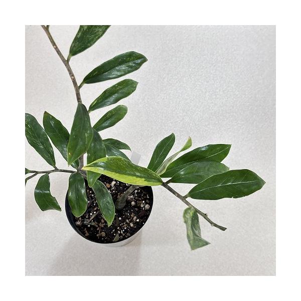 【逸品物】ザミオクルカスバリエガータ 観葉植物 ザミオクルカス ザミフォリア バリエガータ(斑入り) 5号 個体