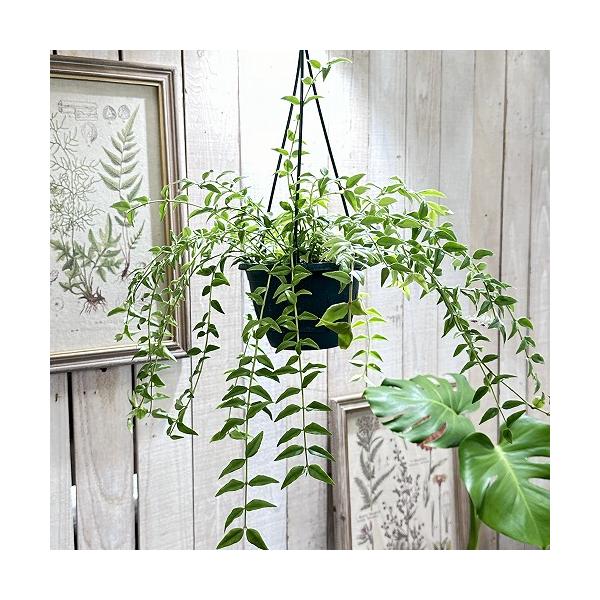 ■タグHoya Bella 観葉植物 インテリアプランツ インテリアグリーン インドアグリーン ビザープランツ 珍奇植物 花鉢 多年草 着生植物 強健 育てやすい 室内園芸 テラリウム ガーデニング ベランダガーデン  壁掛け 吊るす 吊り...