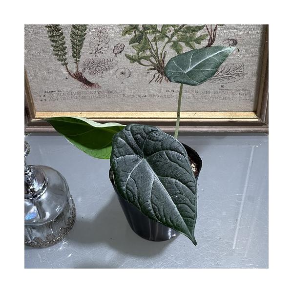 ※こちらの商品は多少の傷み等を含むアウトレット商品です。ご了承の上、購入をお願いします。セール価格 1650円→1490円 2025年Winterセール