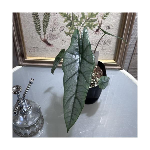 ■タグAlocasia Reversa 観葉植物 インテリアプランツ インテリアグリーン インドアグリーン ビザープランツ 珍奇植物 花鉢 多年草 着生植物 強健 育てやすい 室内園芸 テラリウム ガーデニング ベランダガーデン  壁掛け ...