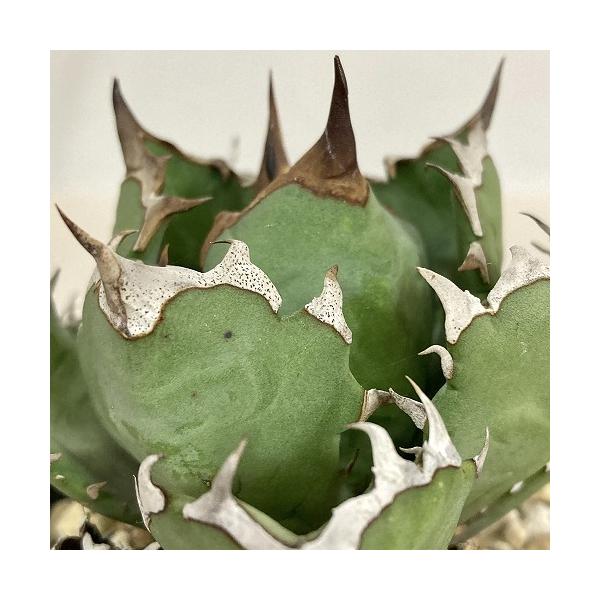 多肉植物 アガベ チタノタ ドワーフ 3.5号 個体B インテリア 室内