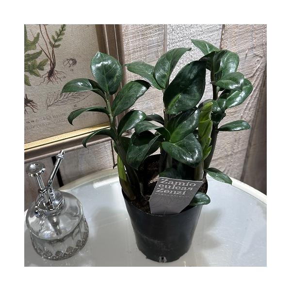 ■タグ観葉植物 インテリアプランツ インテリアグリーン インドアグリーン ビザープランツ 珍奇植物 花鉢 多年草 着生植物 強健 育てやすい 室内園芸 テラリウム ガーデニング ベランダガーデン  壁掛け 吊るす 吊り プラントハンガー ギ...