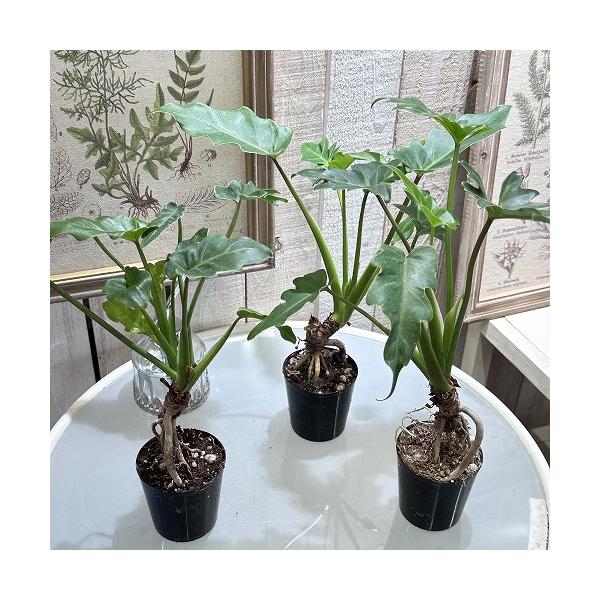 多肉植物 フィロデンドロン クッカバラ オージー 根上 2.5号