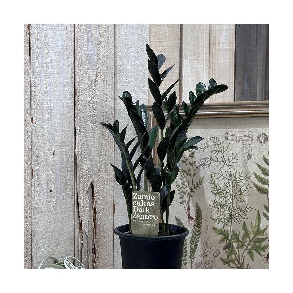観葉植物 ザミオクルカス ダークザミクロ 4号 インテリア 室内