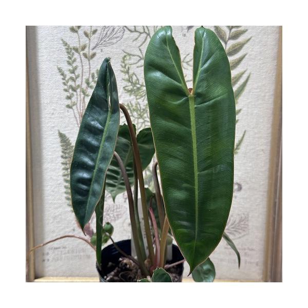観葉植物 フィロデンドロン ビレッタエ(ビレッタエ) 3号 インテリア
