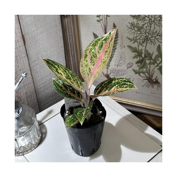 観葉植物　アグラオネマ ゴールドパウダー 2.5号ポット　インテリアグリーン 室内園芸 オシャレ カワイイ 可愛い