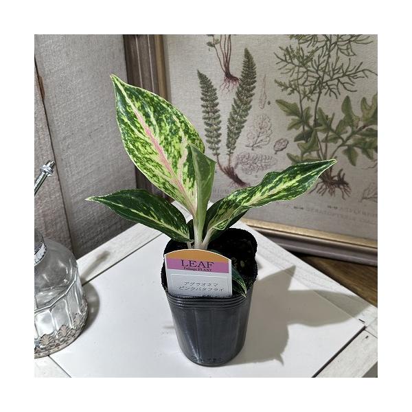 観葉植物 アグラオネマ ピンクバタフライ 2.5号 インテリアグリーン