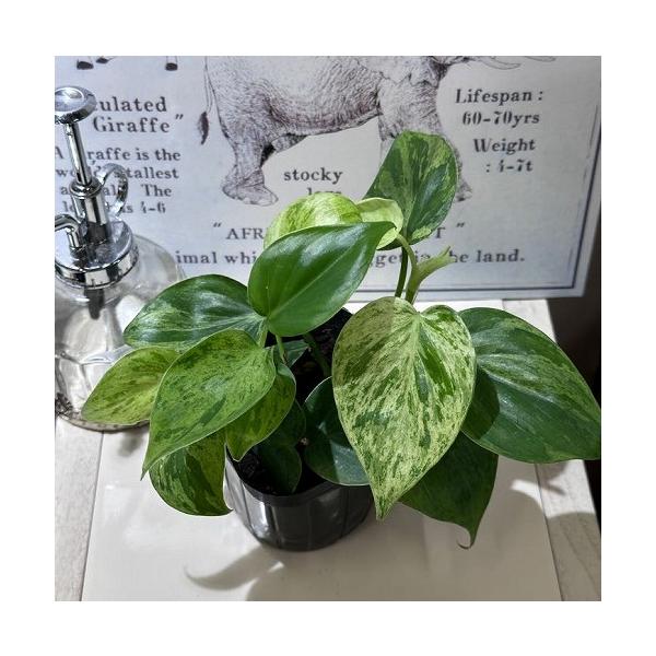 ※こちらの商品は多少の傷み等を含むアウトレット商品です。ご了承の上、購入をお願いします。セール価格 1880円→1680円 2025年Winterセール