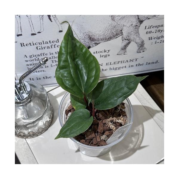 観葉植物 【葉傷みあり】アンスリウム ラディカンス Anthurium