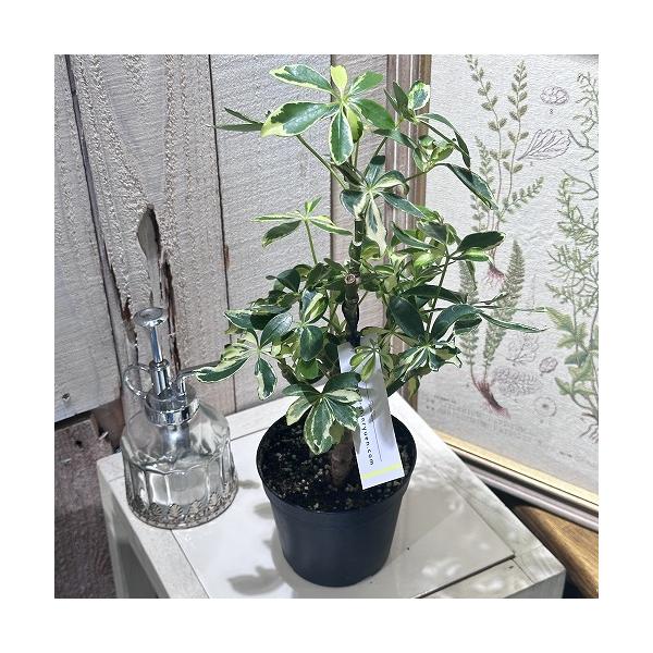 ※こちらの商品は多少の傷み等を含むアウトレット商品です。ご了承の上、購入をお願いします。セール価格 2200円→1680円 2025年Winterセール