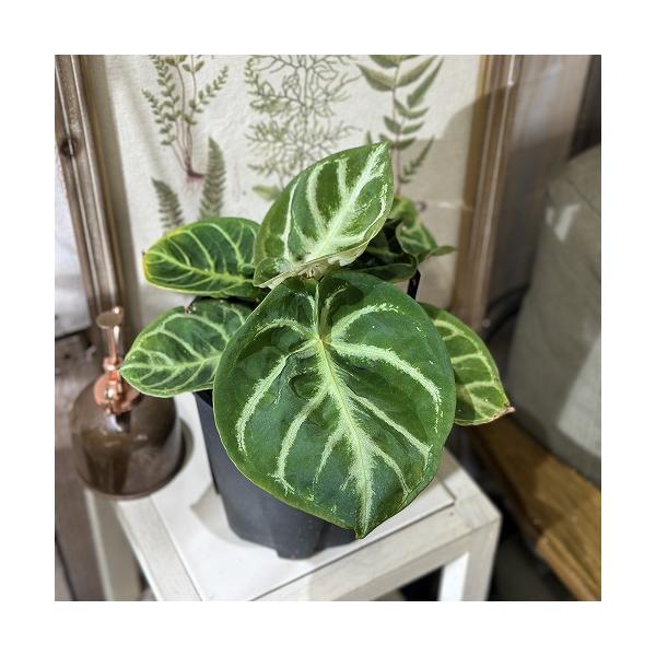 アンスリウム　ドラヤキ a_plants | アンスリウム ドラヤキ 販売中！ #アンスリウム