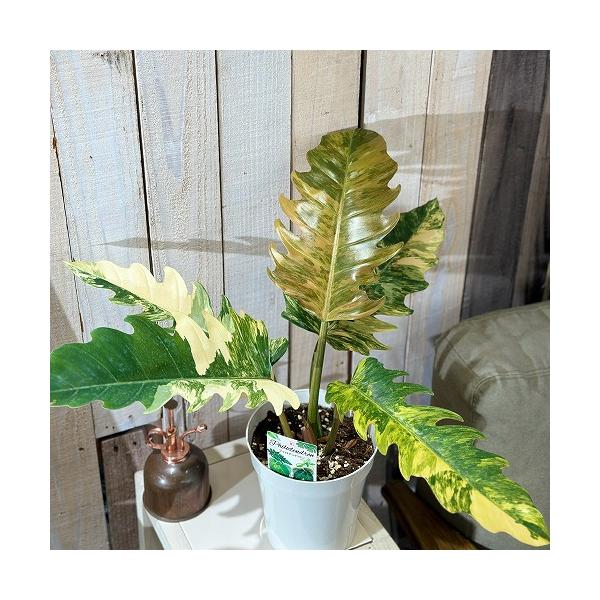 現品　フィロデンドロン　キャラメルマーブル　53番　観葉植物　希少　インテリア 観葉植物 フィロデンドロン キャラメルマーブル 5号 インテリア