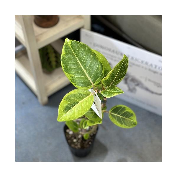 観葉植物 フィカス アルテシマ 曲がり 4号ポット おまかせ1鉢
