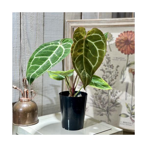 ■タグインテリアプランツ インテリアグリーン インドアグリーン ビザープランツ 珍奇植物 花鉢 多年草 着生植物 強健 育てやすい 室内園芸 テラリウム ガーデニング ベランダガーデン 吊るす 吊り プラントハンガー ギフト 贈り物 プレゼ...