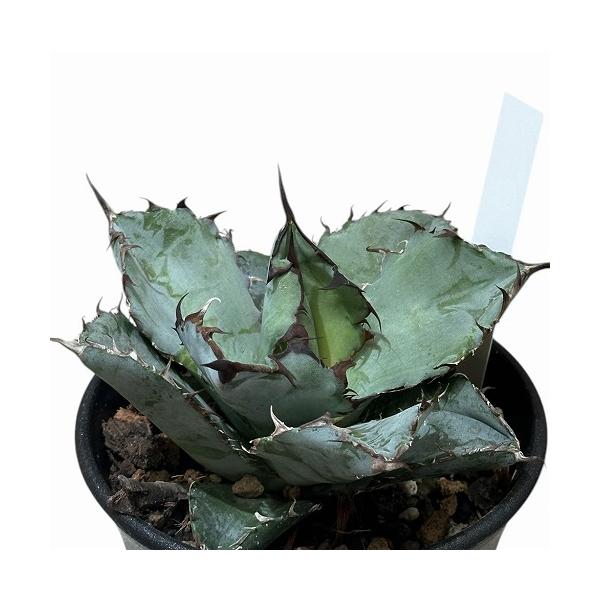 ※こちらの商品は多少の傷み等を含むアウトレット商品です。ご了承の上、購入をお願いします。セール価格 3600円→3490円