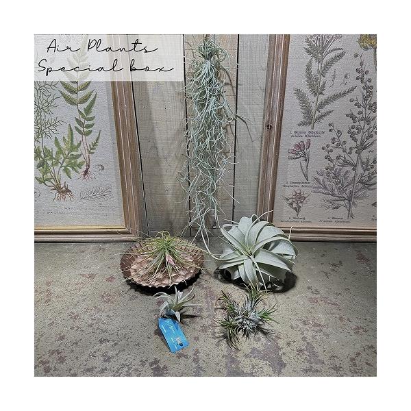 ■タグ観葉植物 多肉植物 インテリアプランツ インテリアグリーン インドアグリーン 耐乾性 乾燥 暑さ に強い 育つ 育てる 育てやすい 初心者 室内園芸 園芸 ガーデニング ベランダシェード 新生活 リビング デスク オフィス 事務所 台...