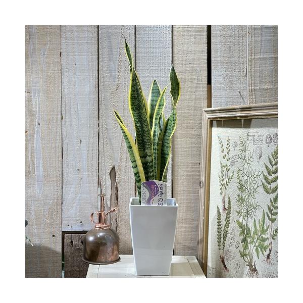 ■タグ観葉植物 多肉植物 インテリアプランツ インテリアグリーン インドアグリーン 耐乾性 乾燥 暑さ に強い 育つ 育てる 育てやすい 初心者 室内園芸 園芸 ガーデニング ベランダシェード 新生活 リビング デスク オフィス 事務所 台...