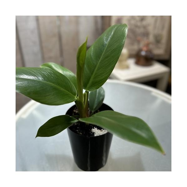 ※こちらの商品は多少の傷み等を含むアウトレット商品です。ご了承の上、購入をお願いします。セール価格 1280円→980円 2025年Winterセール