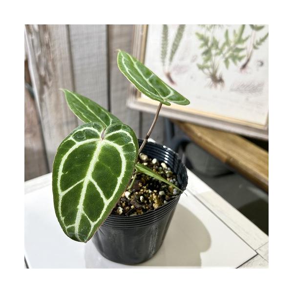 特価理由：葉傷み、在庫処分アウトレット商品につき、葉傷み等をご了承の上お買い求めください。■タグ観葉植物 多肉植物 インテリアプランツ インテリアグリーン インドアグリーン 耐乾性 乾燥 暑さ に強い 育つ 育てる 育てやすい 初心者 室内...