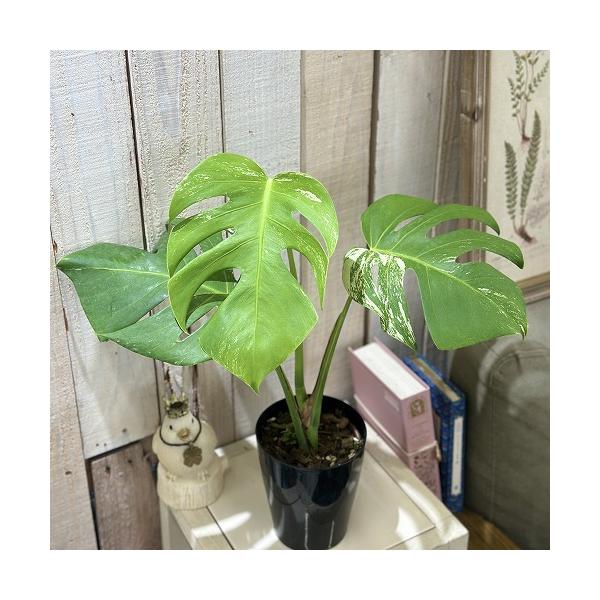 ※こちらの商品は多少の傷み等を含むアウトレット商品です。ご了承の上、購入をお願いします。セール価格 5500円→4800円 2025年Winterセール