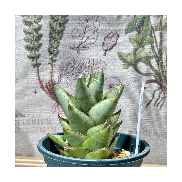 ■タグ観葉植物 多肉植物 インテリアプランツ インテリアグリーン インドアグリーン 耐乾性 乾燥 暑さ に強い 育つ 育てる 育てやすい 初心者 室内園芸 園芸 ガーデニング ベランダシェード 新生活 リビング デスク オフィス 事務所 台...