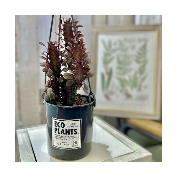 ■タグ観葉植物 多肉植物 インテリアプランツ インテリアグリーン インドアグリーン 耐乾性 乾燥 暑さ に強い 育つ 育てる 育てやすい 初心者 室内園芸 園芸 ガーデニング ベランダシェード 新生活 リビング デスク オフィス 事務所 台...