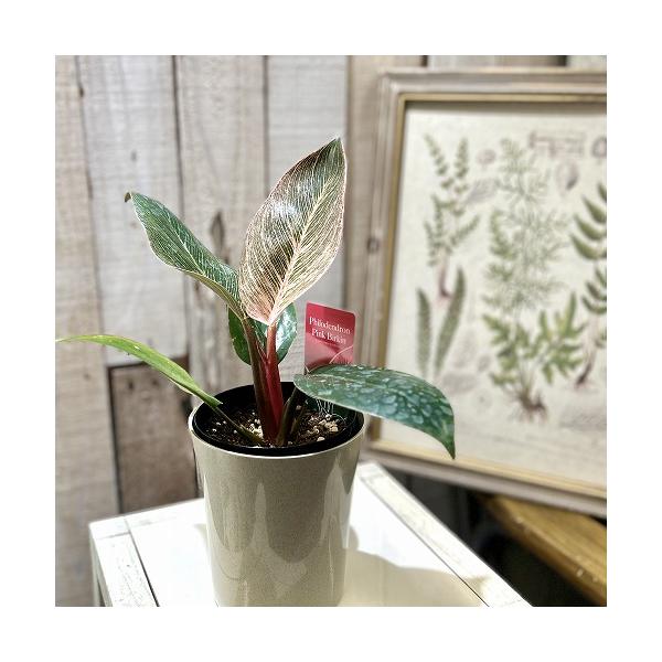 ■タグ観葉植物 多肉植物 インテリアプランツ インテリアグリーン インドアグリーン 耐乾性 乾燥 暑さ に強い 育つ 育てる 育てやすい 初心者 室内園芸 園芸 ガーデニング ベランダシェード 新生活 リビング デスク オフィス 事務所 台...