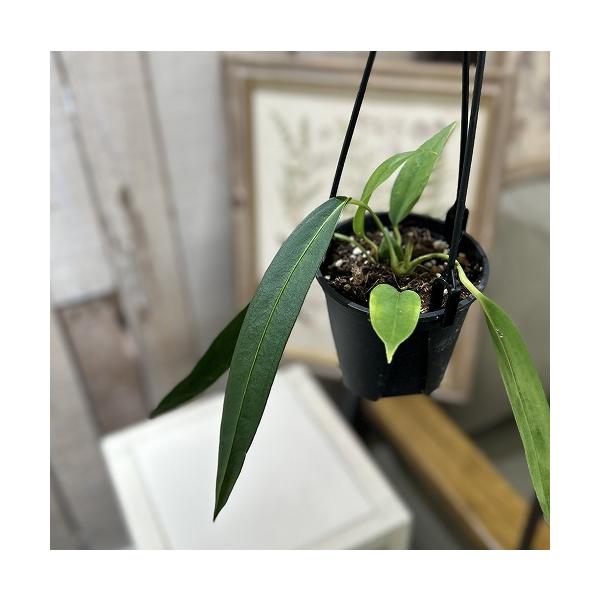 ■タグ観葉植物 多肉植物 インテリアプランツ インテリアグリーン インドアグリーン 耐乾性 乾燥 暑さ に強い 育つ 育てる 育てやすい 初心者 室内園芸 園芸 ガーデニング ベランダシェード 新生活 リビング デスク オフィス 事務所 台...