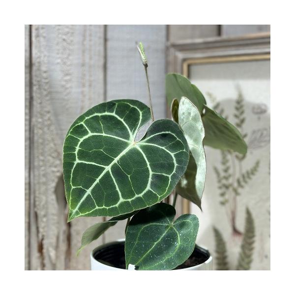 ■タグ観葉植物 多肉植物 インテリアプランツ インテリアグリーン インドアグリーン 耐乾性 乾燥 暑さ に強い 育つ 育てる 育てやすい 初心者 室内園芸 園芸 ガーデニング ベランダシェード 新生活 リビング デスク オフィス 事務所 台...