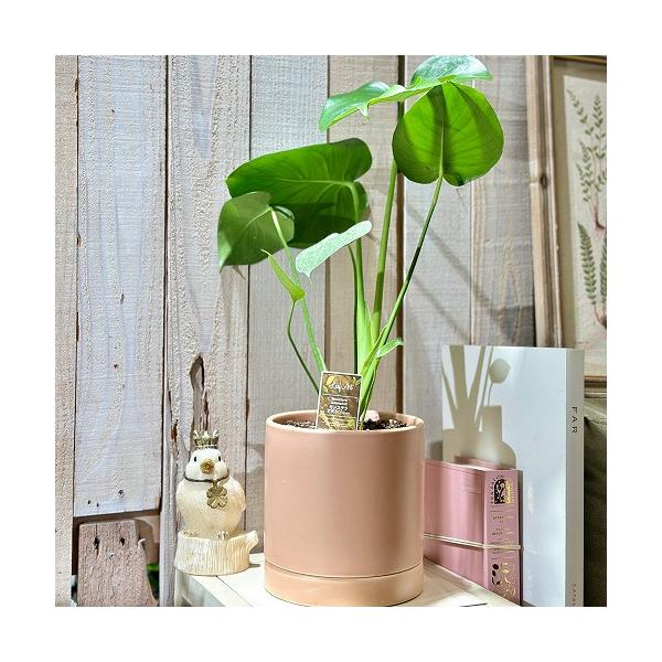 新生活 インテリアグリーン モンステラ アダンソニー 5号(15cmPOT