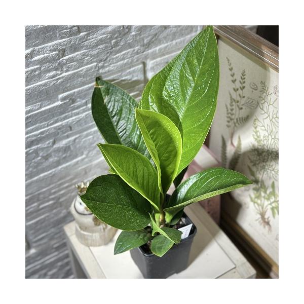 アンスリウム　ジェンマニー　斑入り アンスリウム ジェンマニー 斑入り