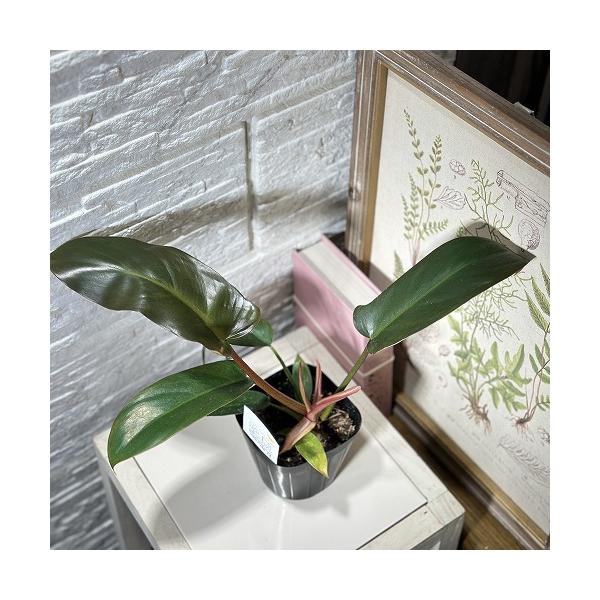 観葉植物 フィロデンドロン サヤカ 3.5号(個体おまかせ1鉢) インテリア