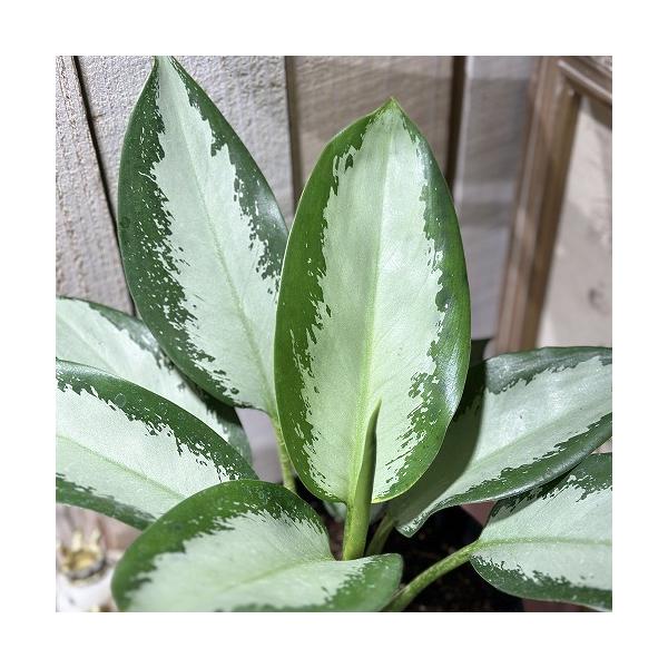 観葉植物 アグラオネマ オオサカブラック 6号(個体おまかせ1鉢