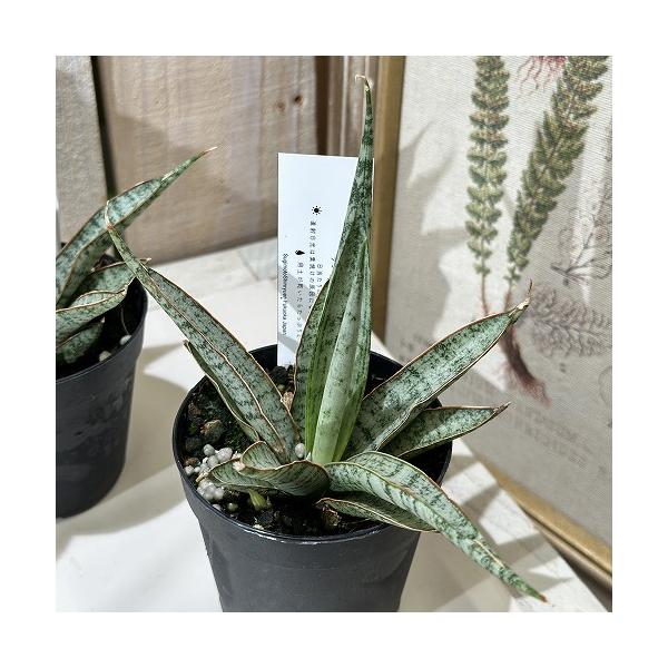 ■タグ観葉植物 多肉植物 インテリアプランツ インテリアグリーン インドアグリーン 耐乾性 乾燥 暑さ に強い 育つ 育てる 育てやすい 初心者 室内園芸 園芸 ガーデニング ベランダシェード 新生活 リビング デスク オフィス 事務所 台...