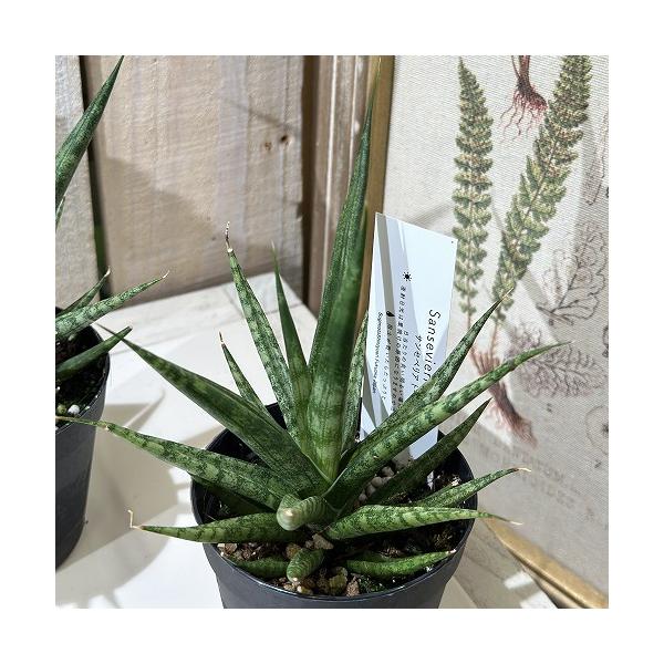 ■タグ観葉植物 多肉植物 インテリアプランツ インテリアグリーン インドアグリーン 耐乾性 乾燥 暑さ に強い 育つ 育てる 育てやすい 初心者 室内園芸 園芸 ガーデニング ベランダシェード 新生活 リビング デスク オフィス 事務所 台...