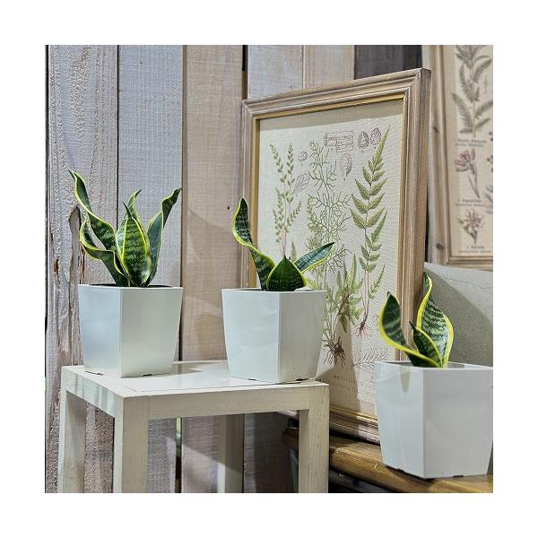 ■タグ観葉植物 多肉植物 インテリアプランツ インテリアグリーン インドアグリーン 耐乾性 乾燥 暑さ に強い 育つ 育てる 育てやすい 初心者 室内園芸 園芸 ガーデニング ベランダシェード 新生活 リビング デスク オフィス 事務所 台...