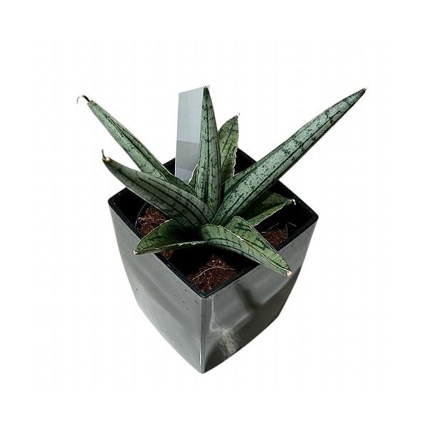 多肉植物 サンセベリア(サンスベリア) Sansevieria Helios dwarf 3号角