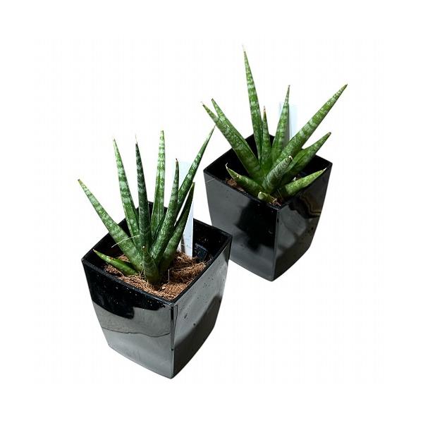 多肉植物 サンセベリア(サンスベリア) Sansevieria Dancing queen 3