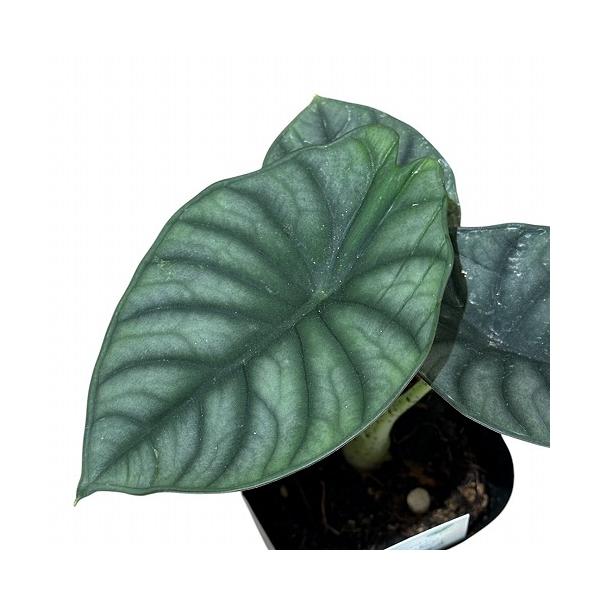 希少 アロカシア ネブラ アルボ 観葉植物 【葉傷みあり】アロカシア シルバーネブラ 3.5号(現品