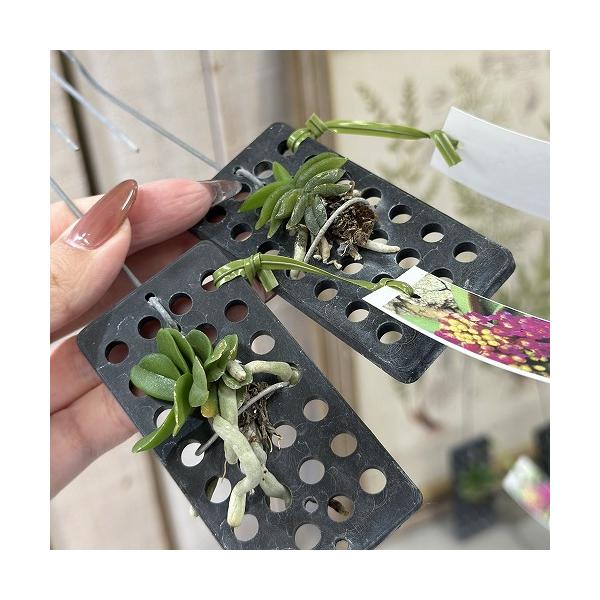 ■タグ観葉植物 多肉植物 インテリアプランツ インテリアグリーン インドアグリーン 耐乾性 乾燥 暑さ に強い 育つ 育てる 育てやすい 初心者 室内園芸 園芸 ガーデニング ベランダシェード 新生活 リビング デスク オフィス 事務所 台...