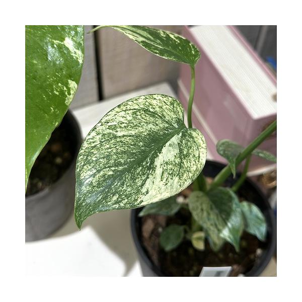観葉植物 モンステラ ホワイトモンスター 3号(個体おまかせ1鉢