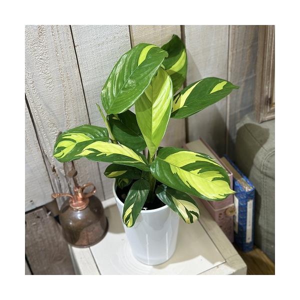 ■タグ観葉植物 多肉植物 インテリアプランツ インテリアグリーン インドアグリーン 耐乾性 乾燥 暑さ に強い 育つ 育てる 育てやすい 初心者 室内園芸 園芸 ガーデニング ベランダシェード 新生活 リビング デスク オフィス 事務所 台...