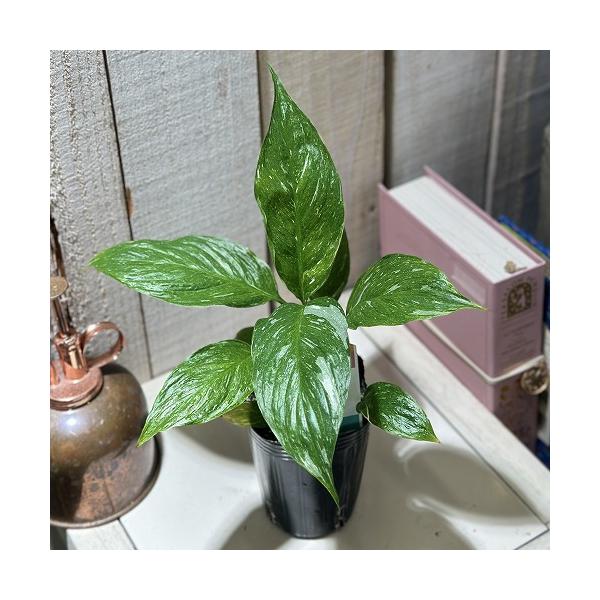 ※こちらの商品は多少の傷み等を含むアウトレット商品です。ご了承の上、購入をお願いします。セール価格 990円→750円 2025年Winterセール