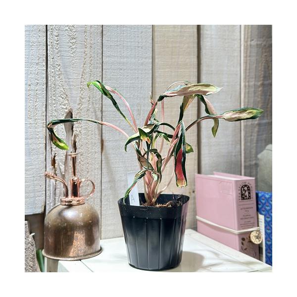 激レア アグラオネマ メデューサ 3.5号ポット 個体A(現品) 希少