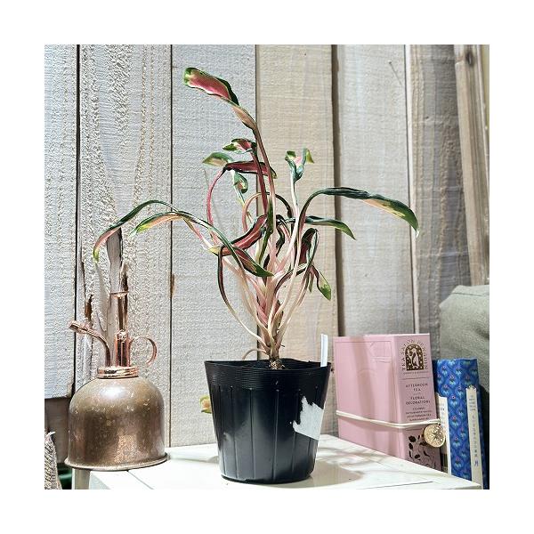 激レア アグラオネマ メデューサ 3.5号ポット 個体B(現品) 希少種