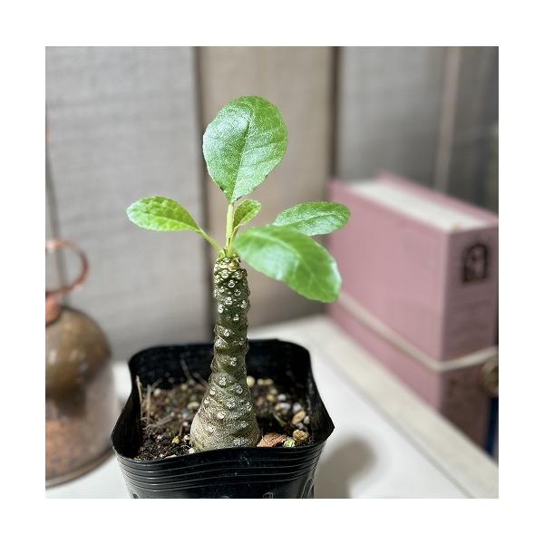 ■タグ観葉植物 多肉植物 インテリアプランツ インテリアグリーン インドアグリーン 耐乾性 乾燥 暑さ に強い 育つ 育てる 育てやすい 初心者 室内園芸 園芸 ガーデニング ベランダシェード 新生活 リビング デスク オフィス 事務所 台...