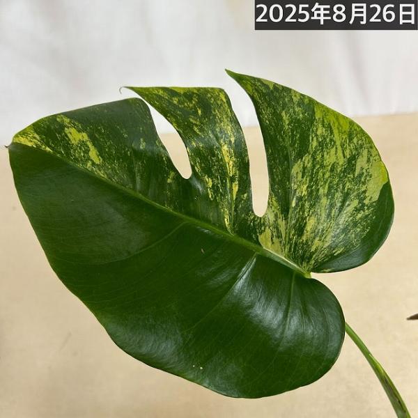 斑入りモンステラ ボルシギアナ オーレア(黄斑) 4号硬質黒ポット※葉
