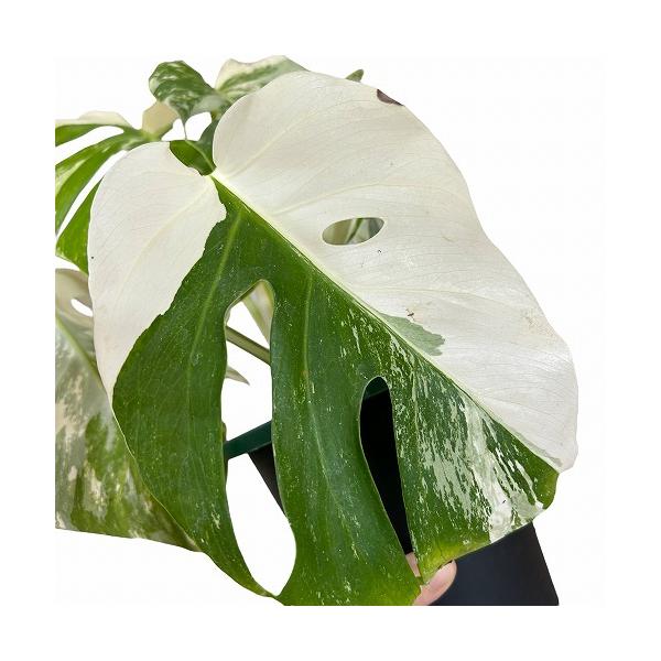 leafs_506287